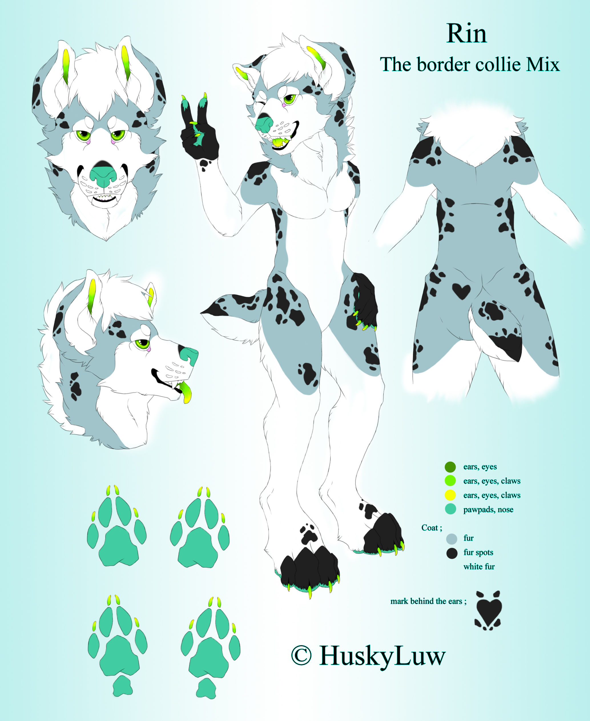 FN - Artwork - Rin ; border collie Reference sheet