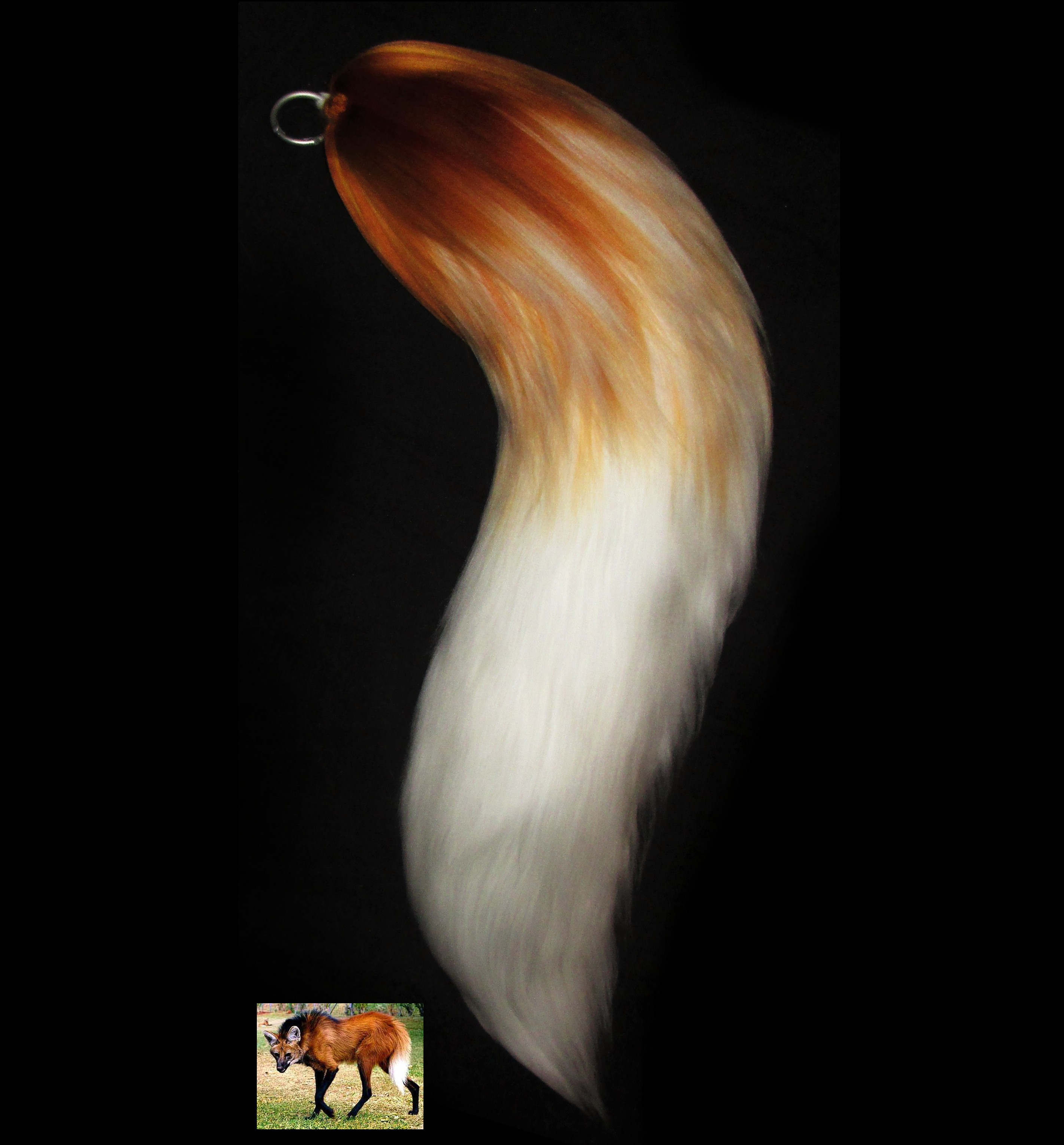 хвост лося. цвета хвостик. хвост мех. кошачий хвост для костюма. цвета хвостик.