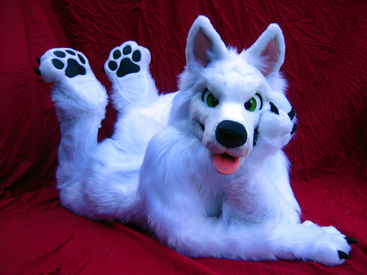 FN - Photo - Arctic Wolf lazin' around.